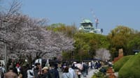 大阪城公園の桜の花（２０２３年３月２８日）LUMIX DC S5