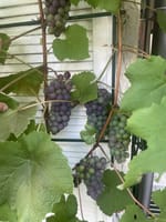 鉢植え葡萄