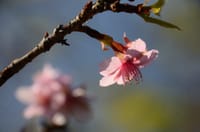 筑波１７文字日記ー狂い咲きの桜？