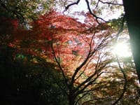 秋の鎌倉、山歩き