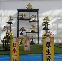 『第３６回 日本菊花全国大会』国華園（２０１９年１１月６日）動画 