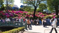 六義園から小石川植物園、根津神社のツツジ