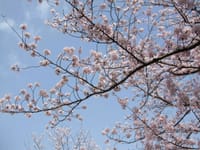 裏山の桜(ソメイヨシノ)と自宅のテラスで妻とおお花見💕