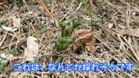 『春の山菜採り　山遊び　Part1』