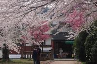 私のヂィスカバー・ジャパンの旅ー８　。桜