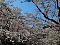 神奈川県・飯山白山森林公園の桜 2020-3-26