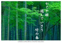 『日々の俳句』竹の春 三句