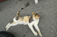 YouTube沖縄旅 最終日❗猫の島へ