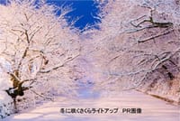 弘前城　冬に咲くさくらライトアップ・・・不発