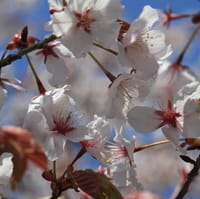 暖かくなるのが遅い北海道の4月も今は桜が咲いています。