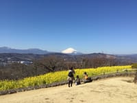 吾妻山から富士山と菜の花