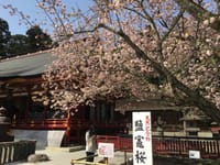塩竈神社の「塩竈桜」も満開です！！