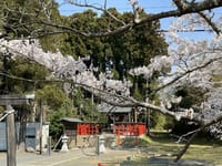 「多賀神社」と「多賀城廃寺跡」の桜がほぼ満開です。 