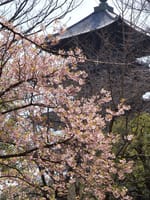 五重塔と梅、桜　/  東寺