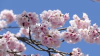 大仙公園の大寒桜（２０２０年３月９日）