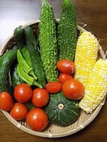 令和で冷夏でも野菜は育っています。今朝の収穫です。