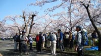 末期癌日記３６１　大阪の桜の名所