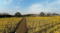 和泉リサイクル環境公園の菜の花（２０２２年３月２日）Insta360 ONE X2