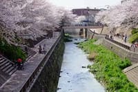 石神井川、滝野川沿い散策～染井霊園経由六義園（桜）散策
