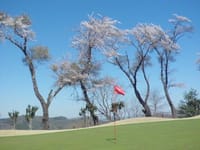 ＜４／５＞（激安プラン）　満開の桜か・・・散りゆく桜か！？　お花見ゴルフ！　「藤岡ゴルフクラブ・東コース」