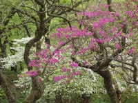 ツツジ咲く、西丹沢臼ケ岳～蛭ケ岳～棚沢ノ頭を歩きます