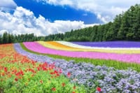 「夏の北海道のさわやかな風景写真をお楽しみ下さい」