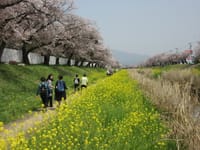 豊川の佐奈川堤防の桜と菜の花巡り(^^♪