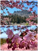 河津桜と妙義神社