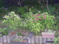 小雨に映える咲き分けオシロイバナ　・・、