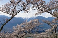 2千本もの桜が連なる光城山(912m)と長峰山(933m）でお花見(^^♪