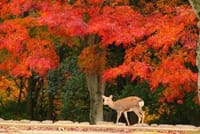 奈良の紅葉とグルメ