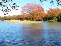 写真は、秋の国営昭和記念公園