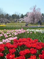 春の昭和記念公園、趣味人コミュオフ会