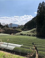 和束町は茶畑だらけ。茶源郷と呼ばれる理由に納得！！