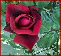 crimson rose　story  開く前に落ちてしまう深紅の薔薇が咲いた
