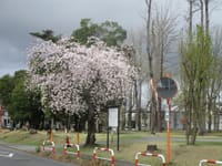 近くの公園の枝垂れ桜
