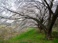 散策の会で武蔵野の桜、堪能しました　