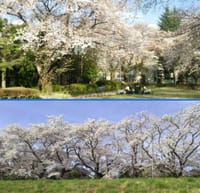 東京都八王子市内の元横山公園でお花見☆彡