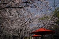 祇園白川の桜【3-1】