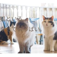 😺『神戸三宮の猫カフェ』と『海鮮丼』(昼飲みOK)💕