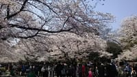 旬が早まったね、今年の桜満開事情・上野恩師公園の桜と吉野山の桜　（2018上野3・27と吉野山４・8）