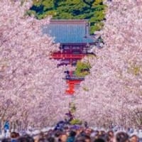 鎌倉・桜散策と源氏山公園のお花見