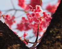 散歩の途中：品川にも咲いていた熱海桜か!?