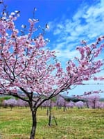 北海道・上士幌移住生活576 「満開のsakura六花の公園」