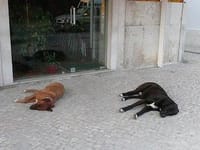 南ポルトガルの犬たち