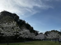 桜🌸の魅力　〜 満開の桜の下で 〜