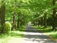 引っ越し前、昭和の日、国営昭和記念公園へ・・・