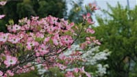 相模原は桜から花水木へ！ムクドリは巣材を運ぶ
