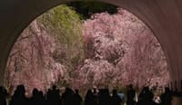 「春のたっぷり芸術祭!!」～お花見信楽ハイキング＆人気スポットMIHOミュージアム～