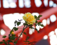 撮りたかった東京タワーの薔薇!!《道楽者の行く場所》